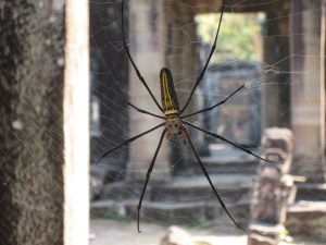 Huge Angkor spider, much larger than he appears here