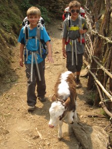 Trekking with livestock, Thulo Syaphru