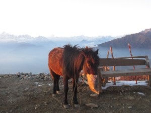 Outdoor dining in the late afternoon sun, Laurebina Yak