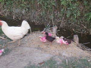 Holi chickens, Betahani