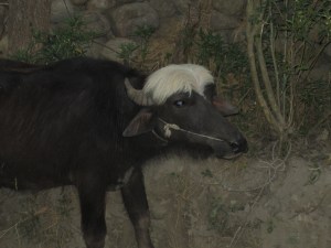 Andy Warhol's widespread, inter-species influence on display, Betahani