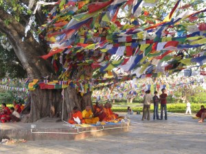Monks under a bodhi tree, Lumbini, Nepal
