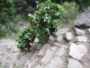 Father and son carrying fodder for the livestock, Manaslu Circuit