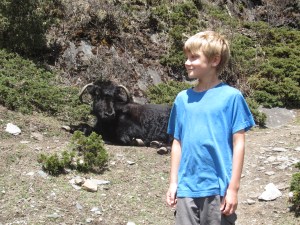 A big yak, on the way to Mu Gompa
