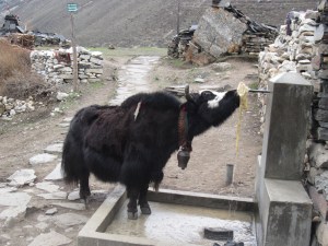 Public fountain, Samdo