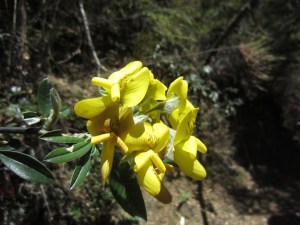 Yellow flowers, below Bimthang