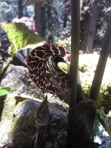Strange flowers, below Bimthang