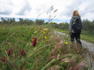 Pilgrimage among olives and flowers on 2000 year old road, between Montefiascone and Viterbo, Italy